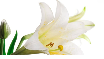 葬儀用生花等制作・配送スタッフのお仕事